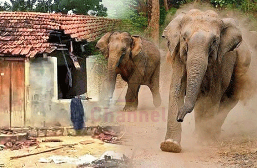 අලි මිනිස් ගැටුම විසඳීමට සාකච්ඡා