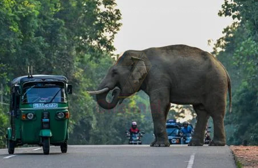 අනුරාධපුර තලාව ප්‍රදේශයේ උග්‍රව තිබෙන අලි මිනිස් ගැටුම